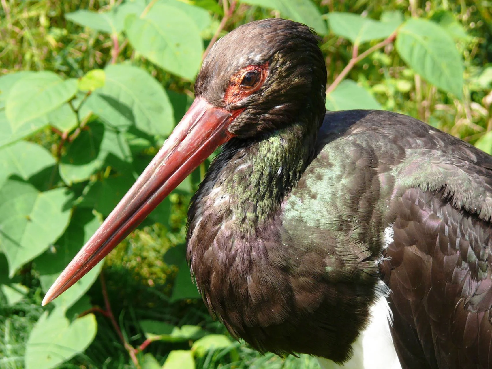 Čáp černý (Ciconia nigra)