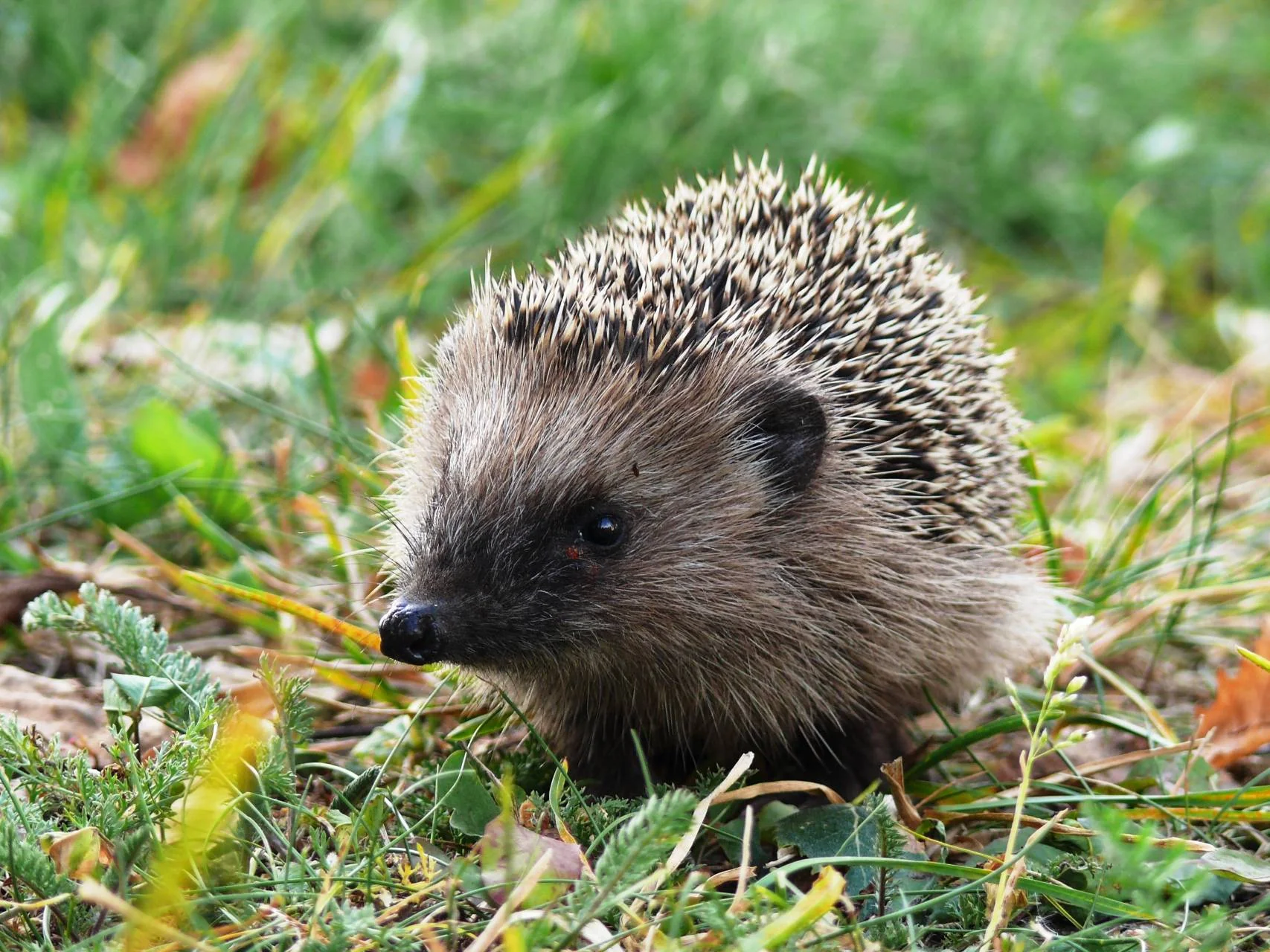 Ježek západní (Erinaceus europaeus)