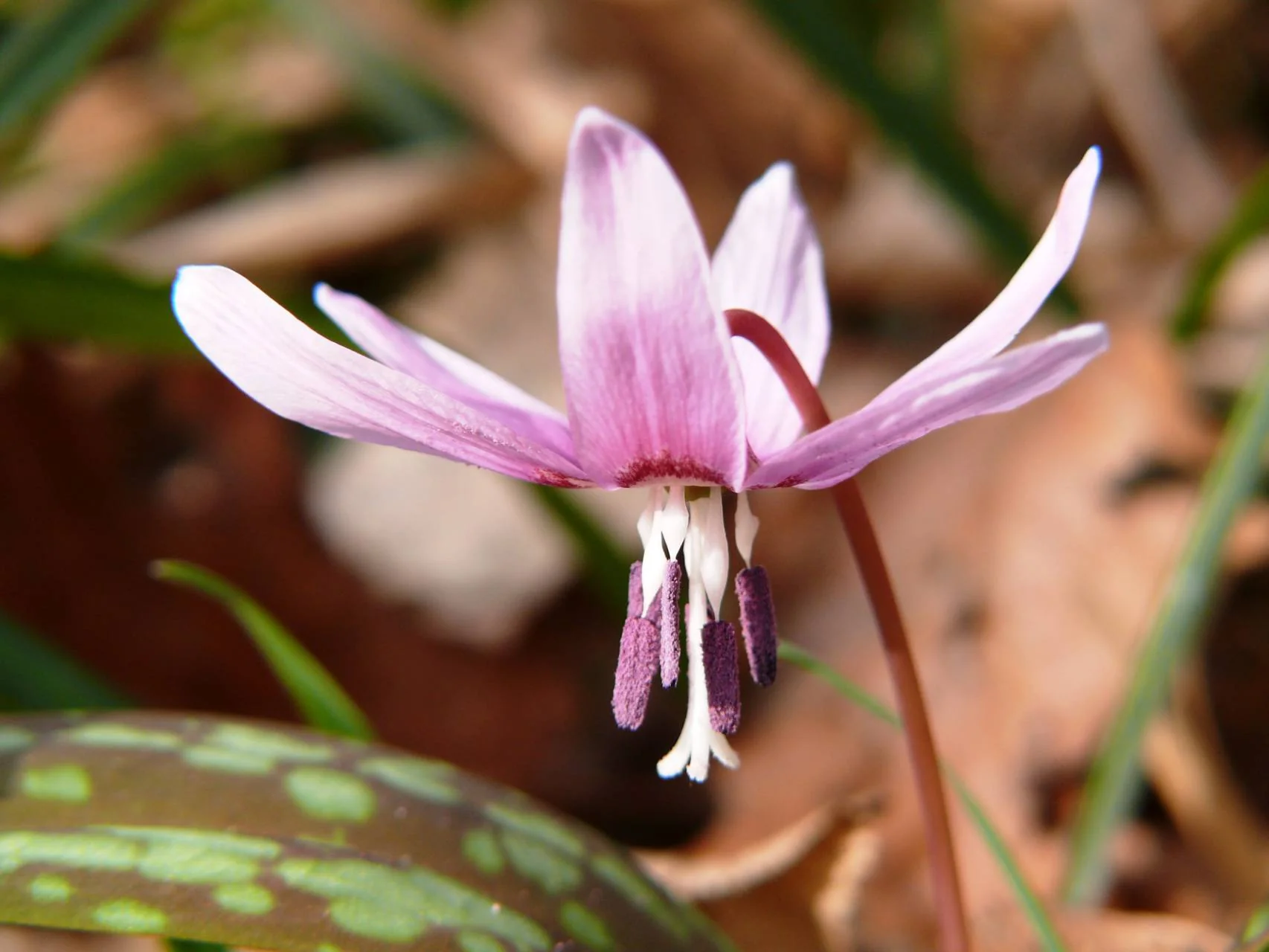 Kandík psí zub (Erythronium dens-canis)