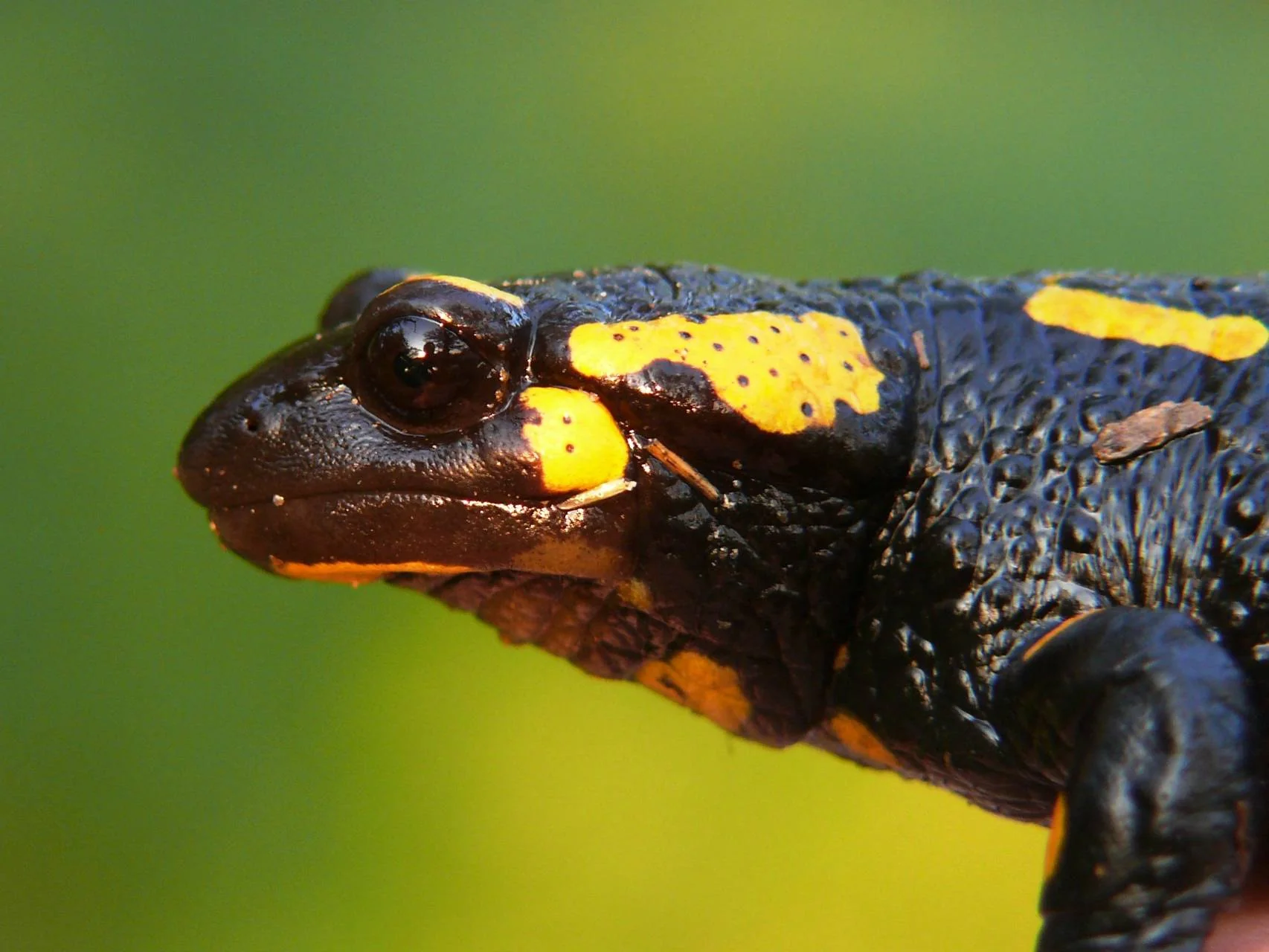 Mlok skvrnitý (Salamandra salamandra)
