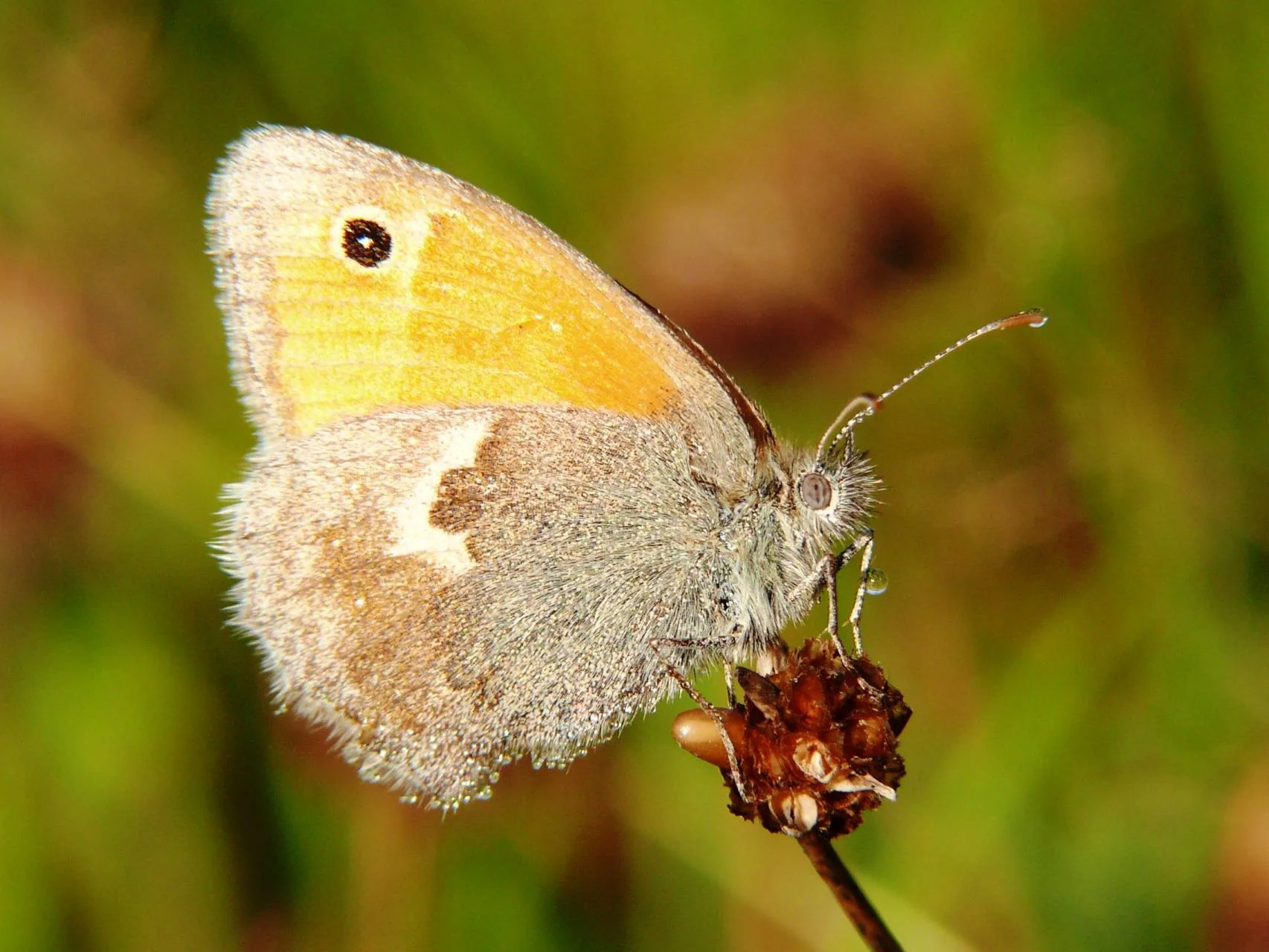 Okáč poháňkový (Coenonympha pamphilus)