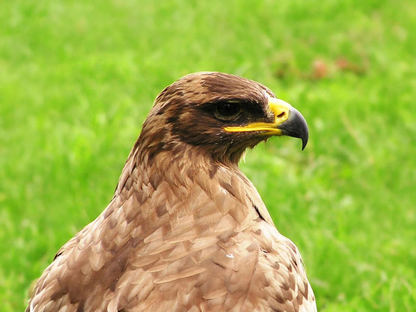 Orel stepní (Aquila nipalensis)