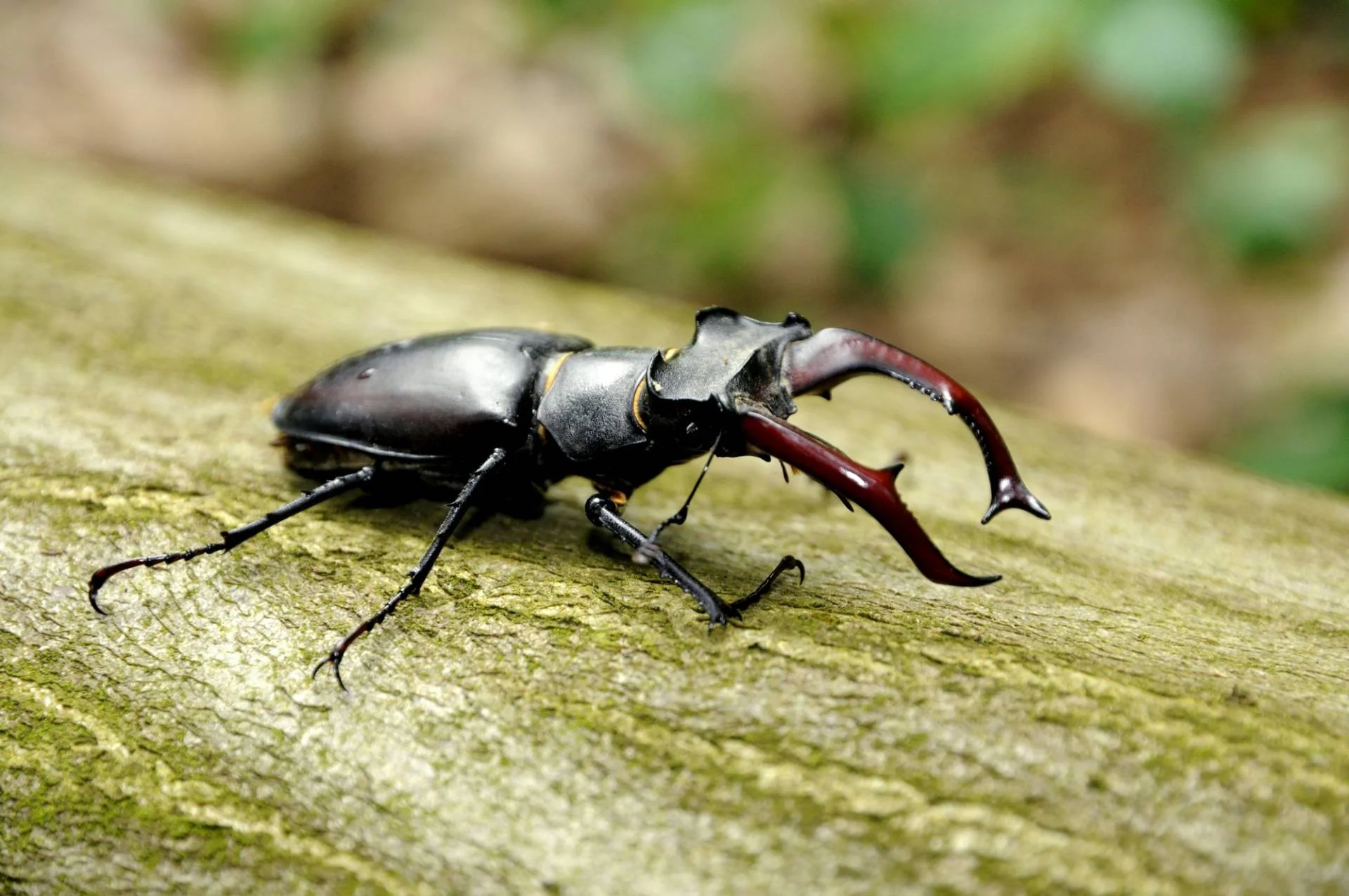 Roháč obecný (Lucanus cervus)