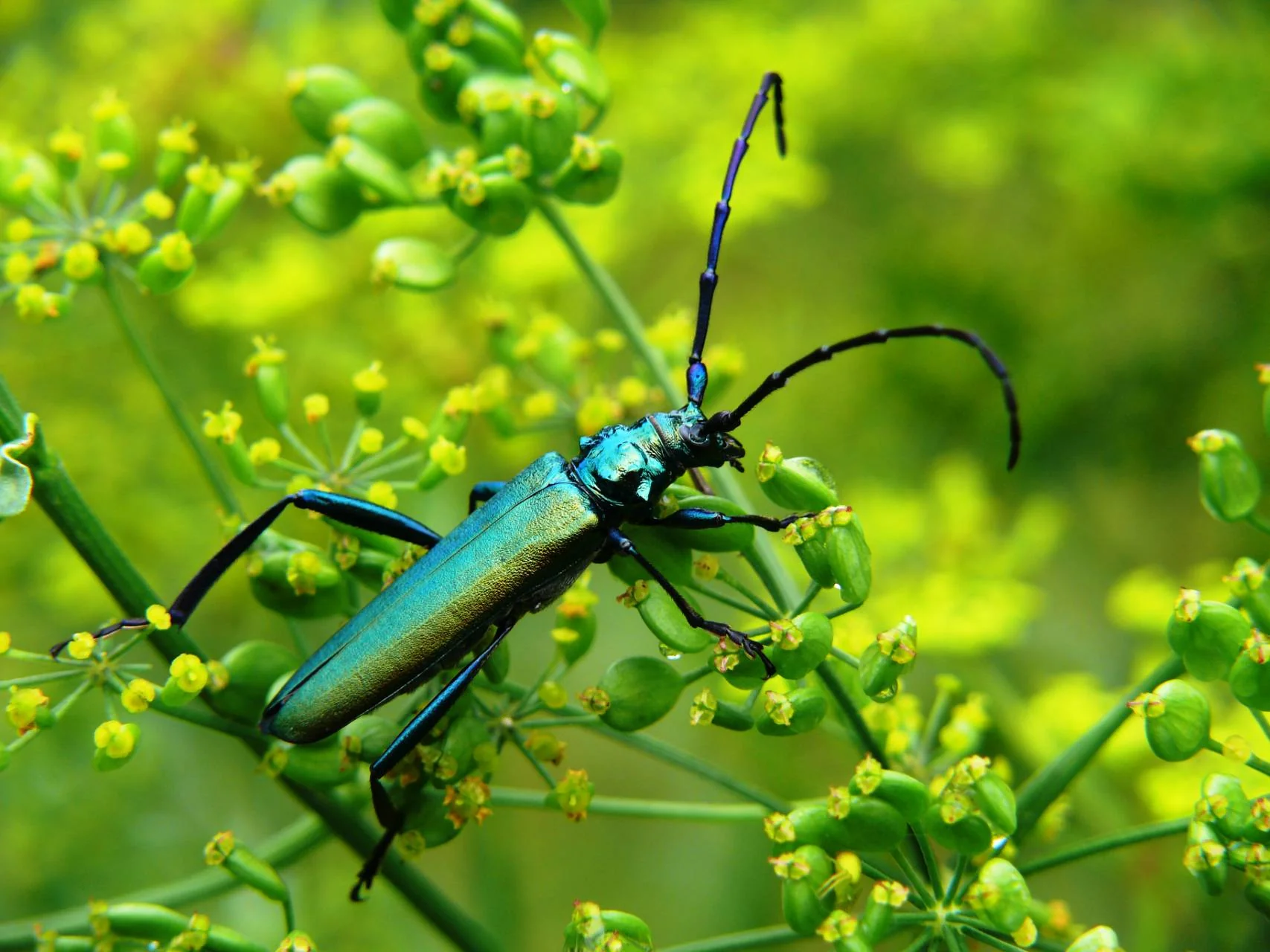 Tesařík pižmový (Aromia moschata)